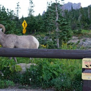 Bighorn Sheep sign
